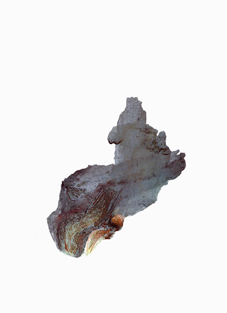 Jocelyne Thibault-Octopus Printus